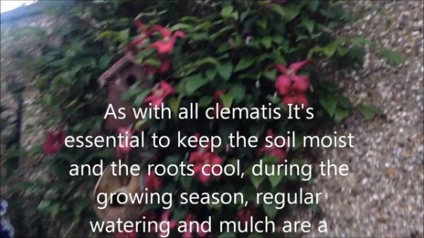 Clematis Abundance viticella In bloom, Help care tips.