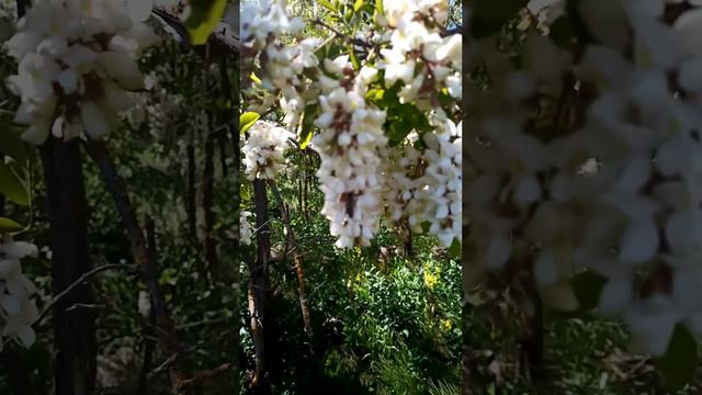 Ах белая акация подманула, эх погодка подвела