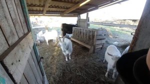 Как выкормить новорожденного теленка