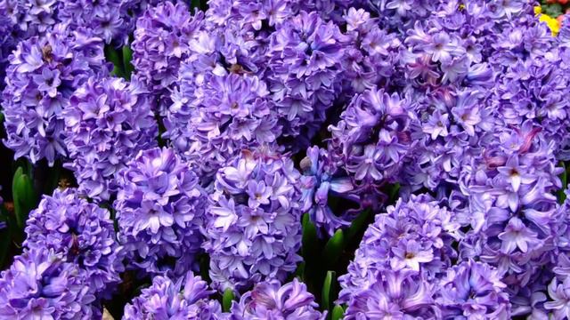 Mugur G Anghelache   Hyacinthus