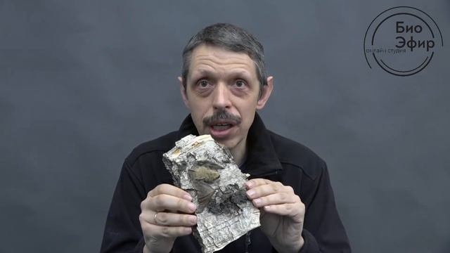 Летучие мыши смотреть онлайн