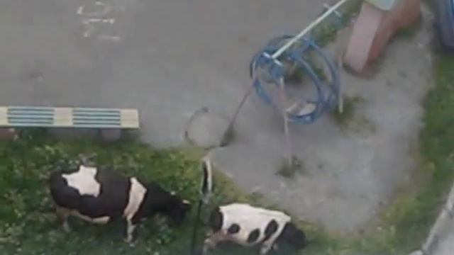 БЫЧОК ХОЧЕТ ЧИТАТЬ смотреть онлайн