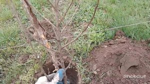 Сажаю Войлочную Вишню