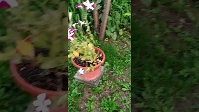 Роза робуста. смотреть онлайн