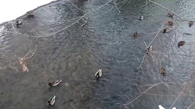 Утки (ролик #7) смотреть онлайн