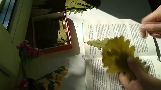 Плоская сушка.Результат.Достаю гербарий из книг. смотреть онлайн