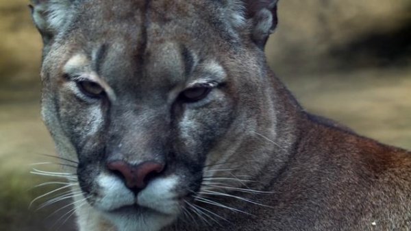 12k HDR 120fps Immersive Wildlife Experience: Dolby Vision HDR