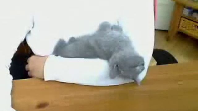 Murphy, 8 Wochen alter Kater schläft! смотреть онлайн