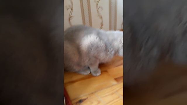 Мой кот Каспер смотреть онлайн