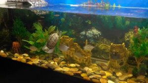 Террариум 600 литров! Красноухая и Ривза черепахи с рыбками в аквариуме!