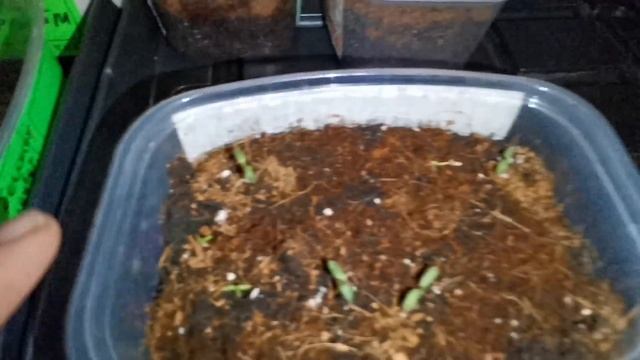 Всходы газании, вербены, гвоздики ?10дней от посева. смотреть онлайн