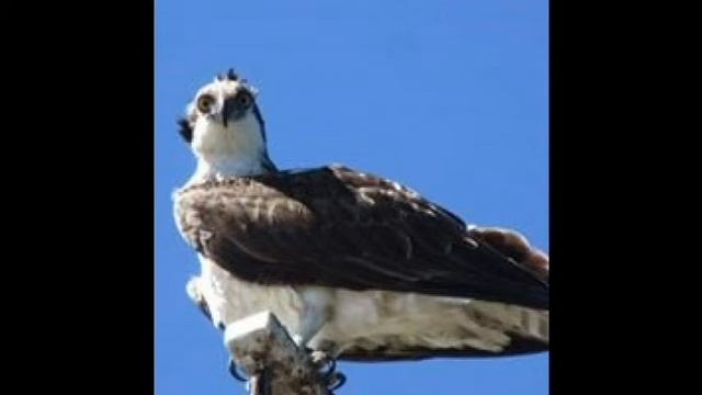 Osprey (Pandion haliaetus) Bird call смотреть онлайн