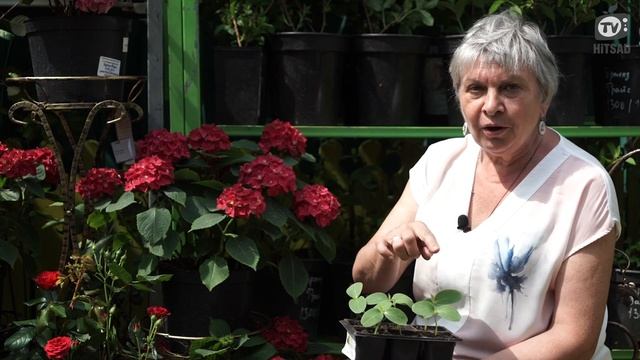 Как выбрать Здоровую Рассаду Огурцов ? Когда Сажать Огурцы ? Советы От Хитсад ТВ