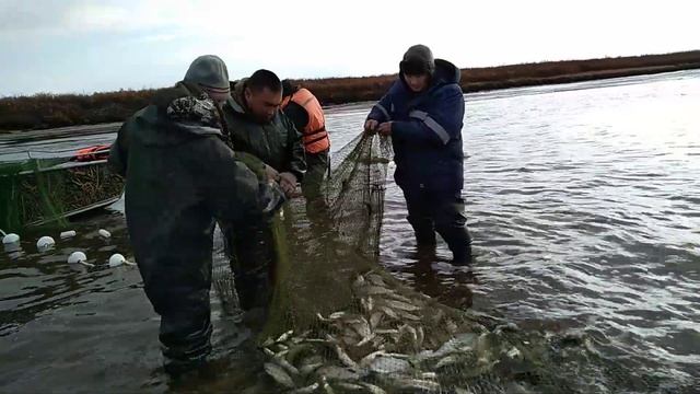 Налим, Щёкур, Пыжьян, Яз!!! смотреть онлайн