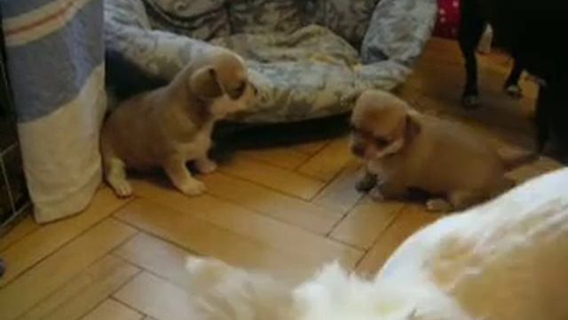 первые шаги смотреть онлайн