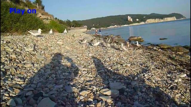 Прикол с чайками на Черном море! The trick with seagulls in the Black sea! смотреть онлайн
