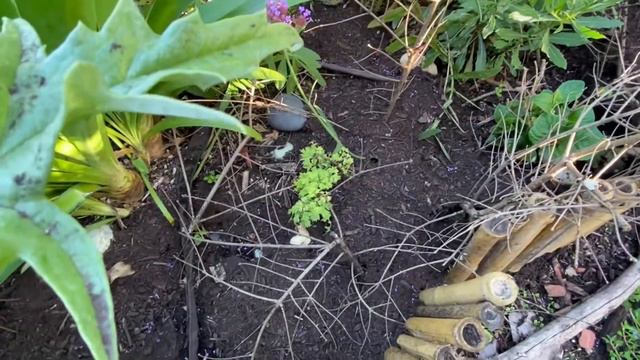 Gardening in Hawaii // April 2022 garden tour: strawflowers, amaryllis, hollyhocks and more! смотреть онлайн