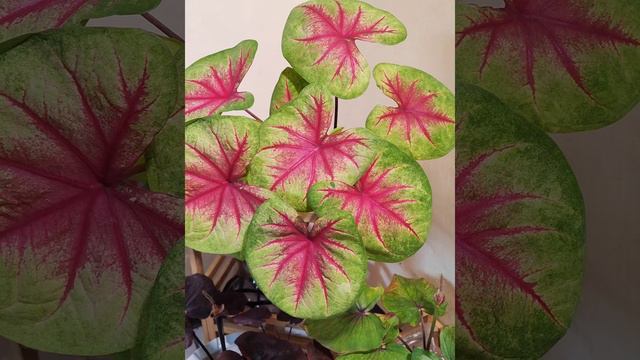 Lemon Blush: US Caladium