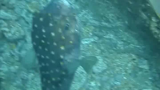 Супер рыбы  - «Гигантский Диодон»