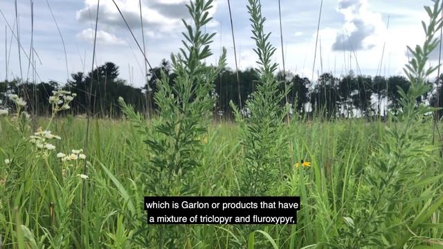 Wildlife Habitat Hint: Sericea Lespedeza Control смотреть онлайн