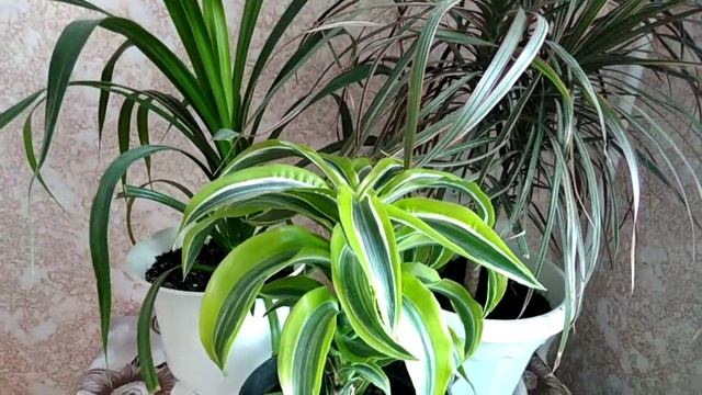 Драцена - драконово дерево: уход, содержание в домашних условиях смотреть онлайн