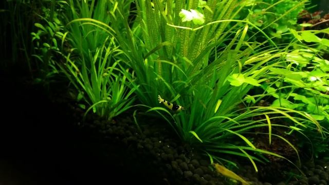 аквариум 30л смотреть онлайн