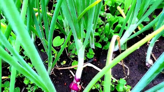 Даниловский лук из семян Мой опыт смотреть онлайн