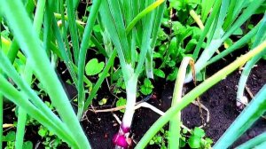 Даниловский лук из семян Мой опыт