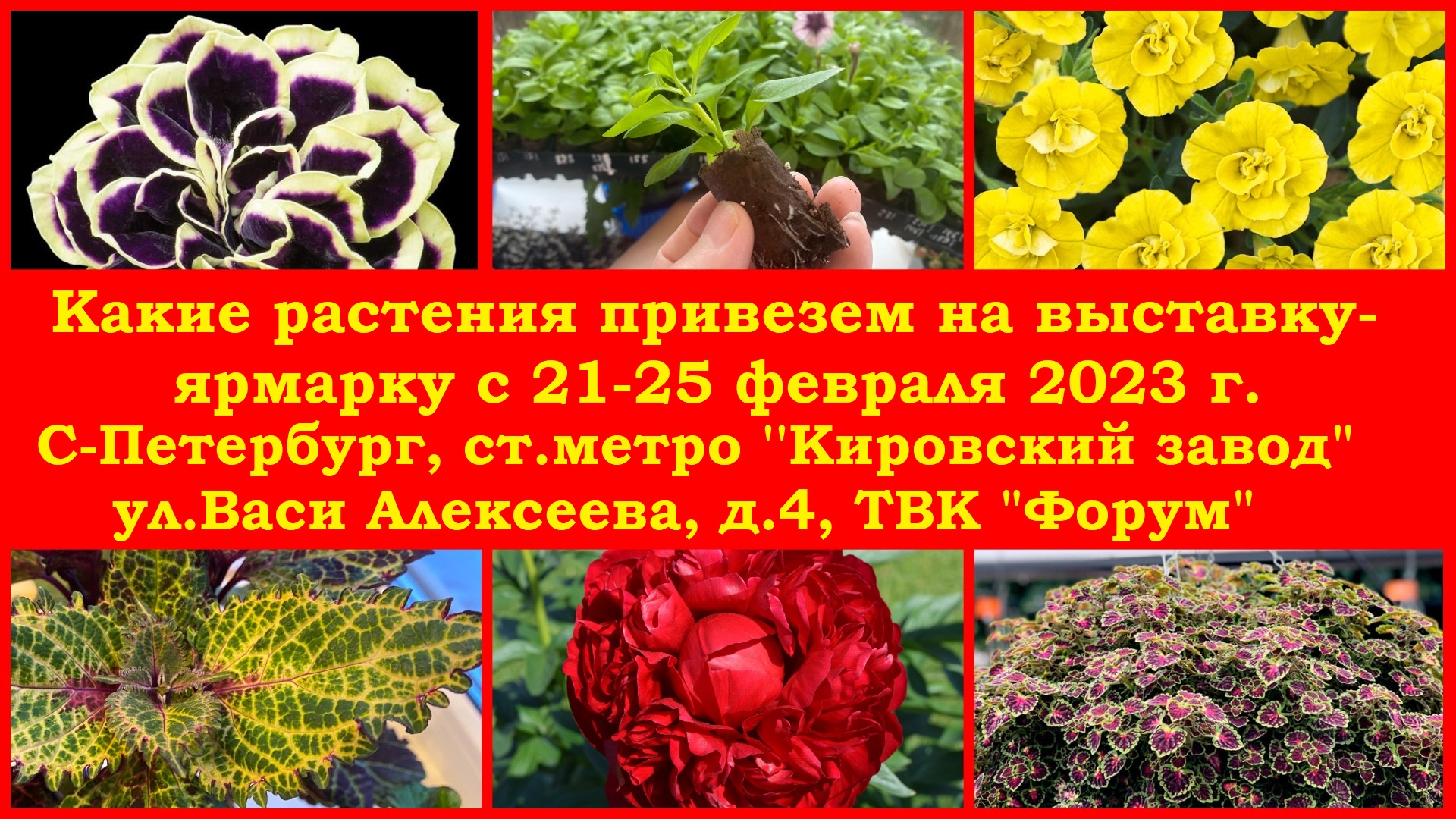 Какие растения привезем на выставку с 21-25 февраля 2023. С-Петербург, ст.метро ''Кировский завод" смотреть онлайн