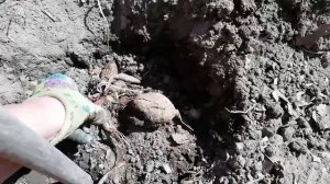 Высадка клубней ГЕОРГИН в грунт.Что нужно знать.