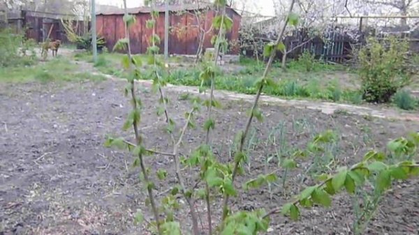 Посадка и Выращивания Фундука ( Лещины ). Саженцами под Банкой!