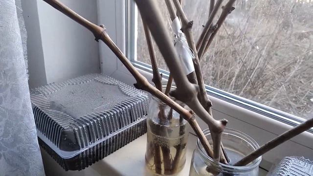 Моя рассада смотреть онлайн