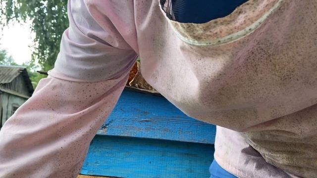 Каков рой в ловушке!? смотреть онлайн