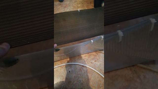 Разведения Австролийских Красноклешневых Раков разкажу на собственном примери Видио # 1. смотреть онлайн