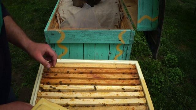 Агрессия пчёл может быть зв'язана с пенопластовыми ульями. смотреть онлайн