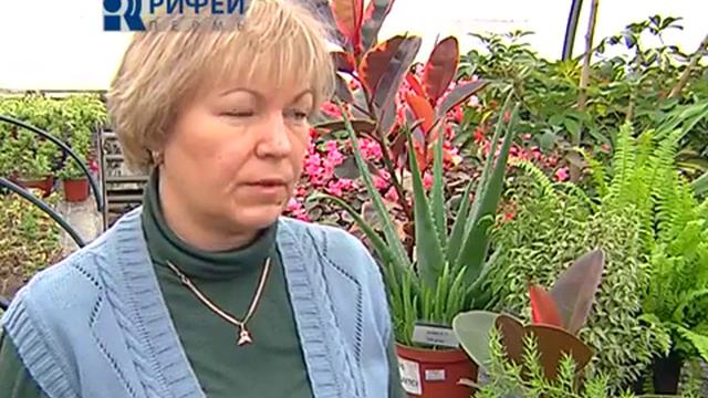 Комнатные растения зимой смотреть онлайн