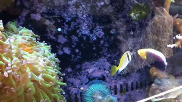 Virgate Rabbitfish (Siganus virgatus) New Addition смотреть онлайн