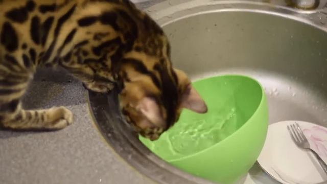 Бенгал моет посуду смотреть онлайн