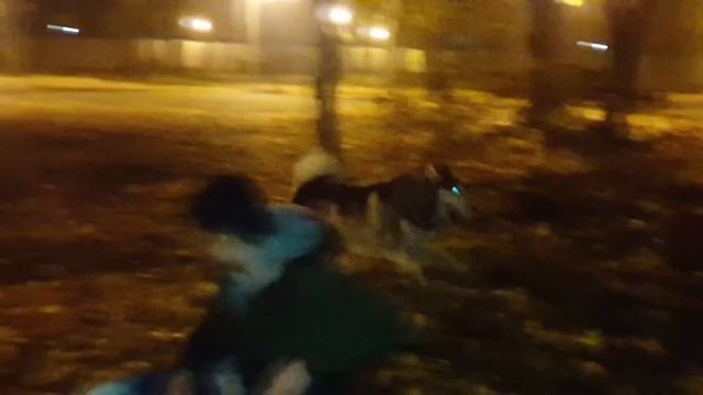 МАЛАМУТОСЕССИЯ | собаки выплёскивают энергию смотреть онлайн