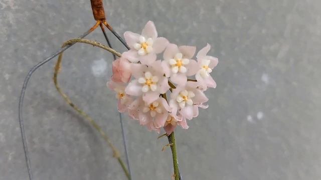 Hoya thomsonii splash โฮย่าใบสวย ดอกสีชมพู นมตำเลีย ไม้เลื้อย ไม้เถา ไม้แขวน ไม้ฟอกอากาศ ไม้ในบ้าน смотреть онлайн