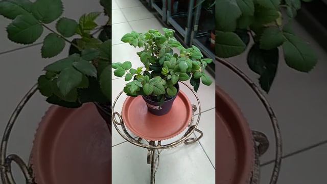 Комнатная Роза смотреть онлайн