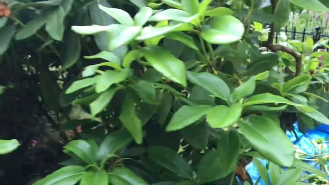 Pruning Rhododendrons in June 2022 смотреть онлайн