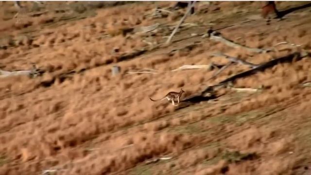 The Kangaroo смотреть онлайн