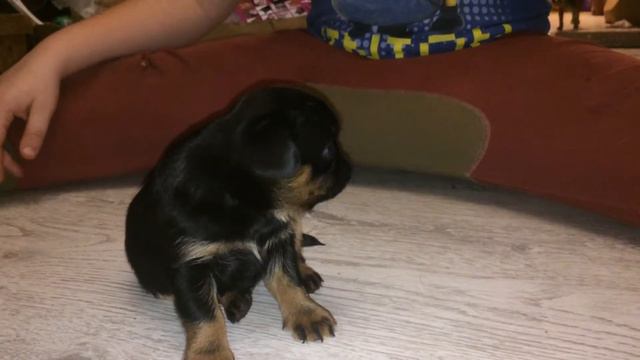 Petiti Brabancon female VOO-DOO Gintarinė Širdis смотреть онлайн