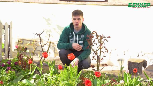 Как ухаживать за розами в мае? Подкормка розы весной. Защита роз от вредителей, болезней смотреть онлайн