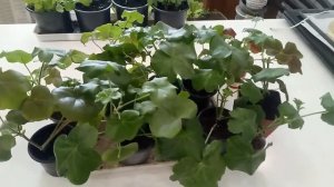 Как вырастить и размножить плющелистную пеларгонию. Ошибки при выборе места, грунта, удобрений.