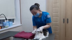 Принудительное кормление животных