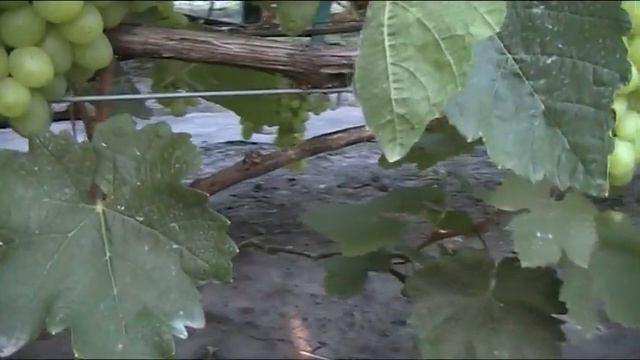 Как защитить виноград от растрескивания ягод смотреть онлайн