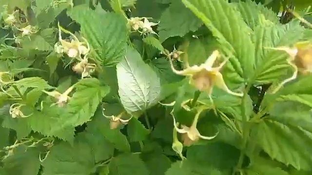 Очень большой урожай, Штамбовая малина даёт на шпалере. смотреть онлайн