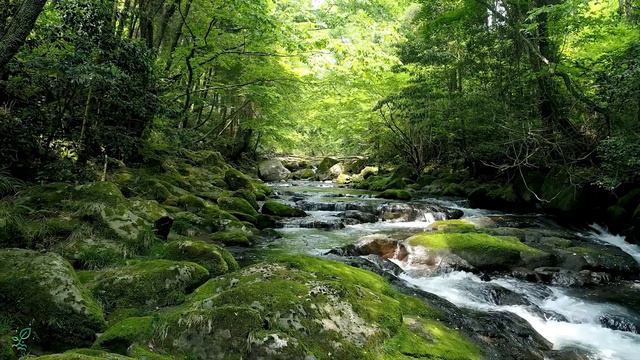 Спокойная музыка для лечения сердечно-сосудистой системы: успокаивает нервы и радует душу